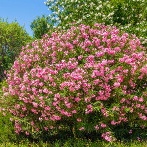 Nerium oleander - Laurier-rose - Lauriers-roses