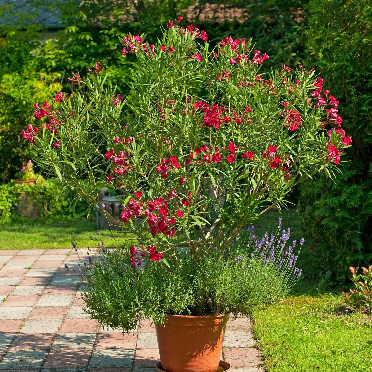 Laurier-rose rouge - Willemse