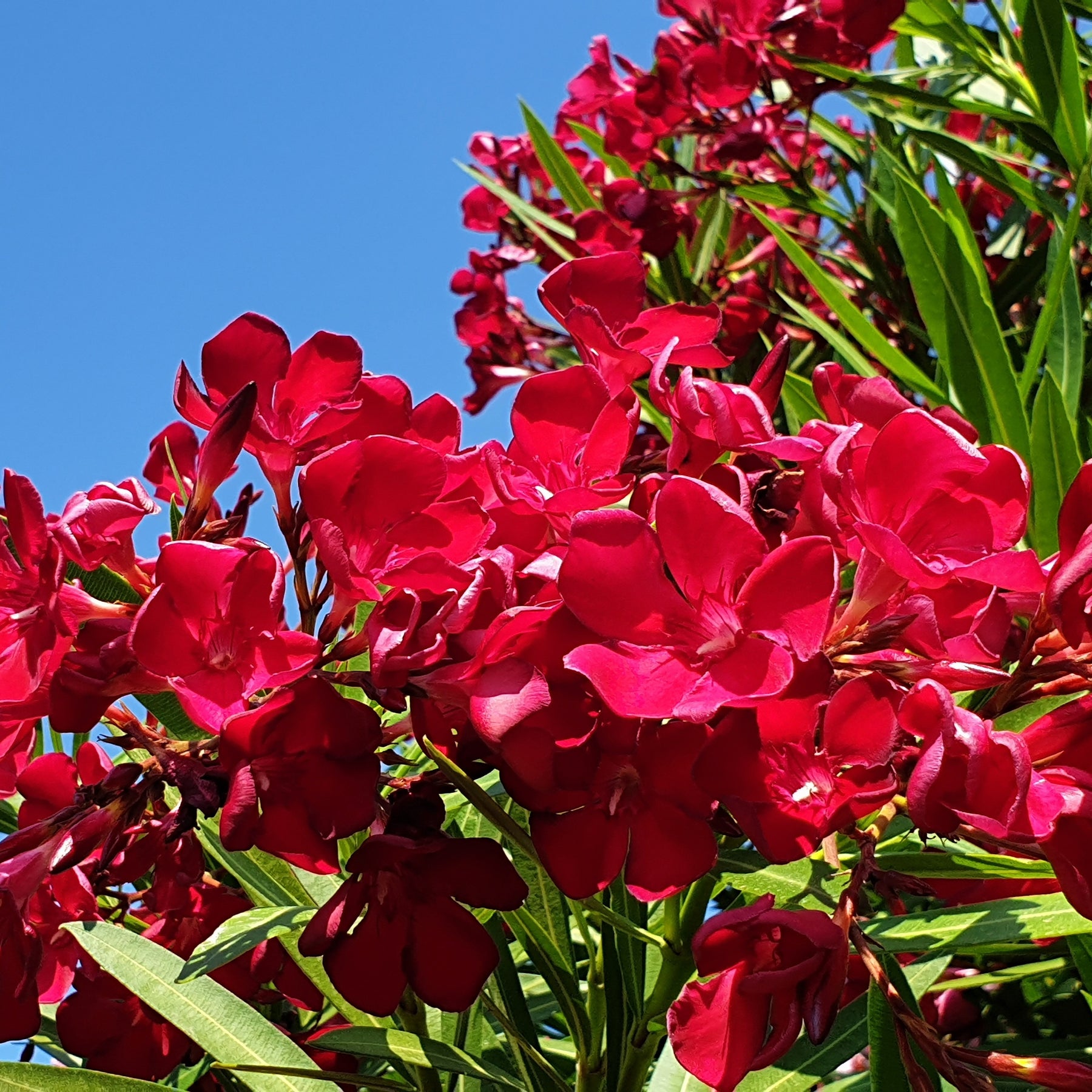 Lauriers-roses - Laurier-rose rouge - Nerium oleander