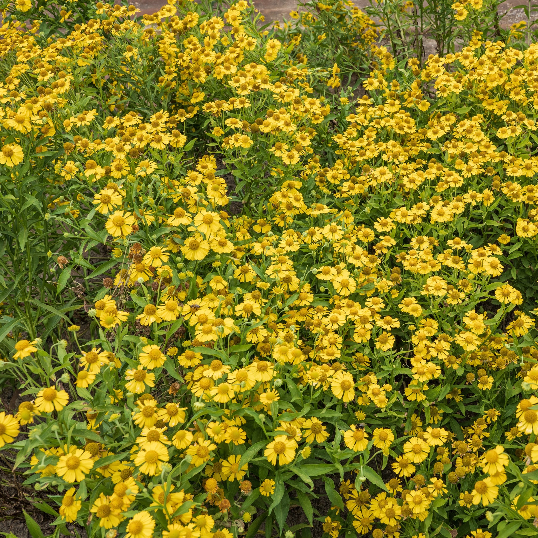 Helenium, Monarda,  Phlox paniculata, Rudbeckia Goldstrum, Gypsophila paniculata, Liatris spicata, Solidago, Astilbe - Collection de 15 plantes vivaces  - 2 m² - Collections de vivaces