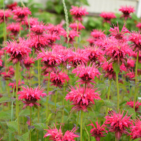 Vente Collection de 15 plantes vivaces  - 2 m² - Helenium, Monarda,  Phlox paniculata, Rudbeckia Goldstrum, Gypsophila paniculata, Liatris spicata, Solidago, Astilbe