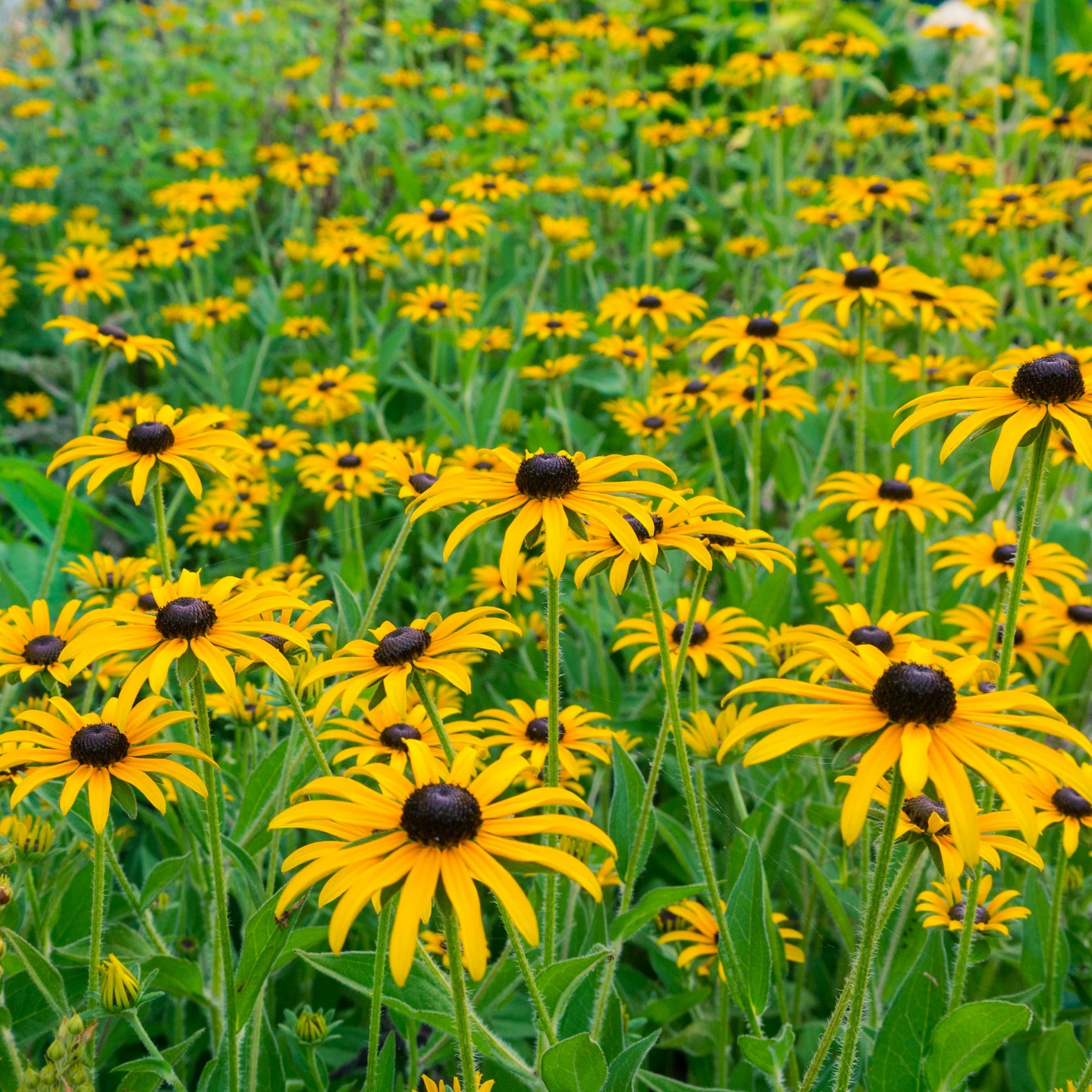 Vente Collection de 15 plantes vivaces  - 2 m² - Collections de vivaces