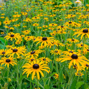 Vente Collection de 15 plantes vivaces  - 2 m² - Collections de vivaces