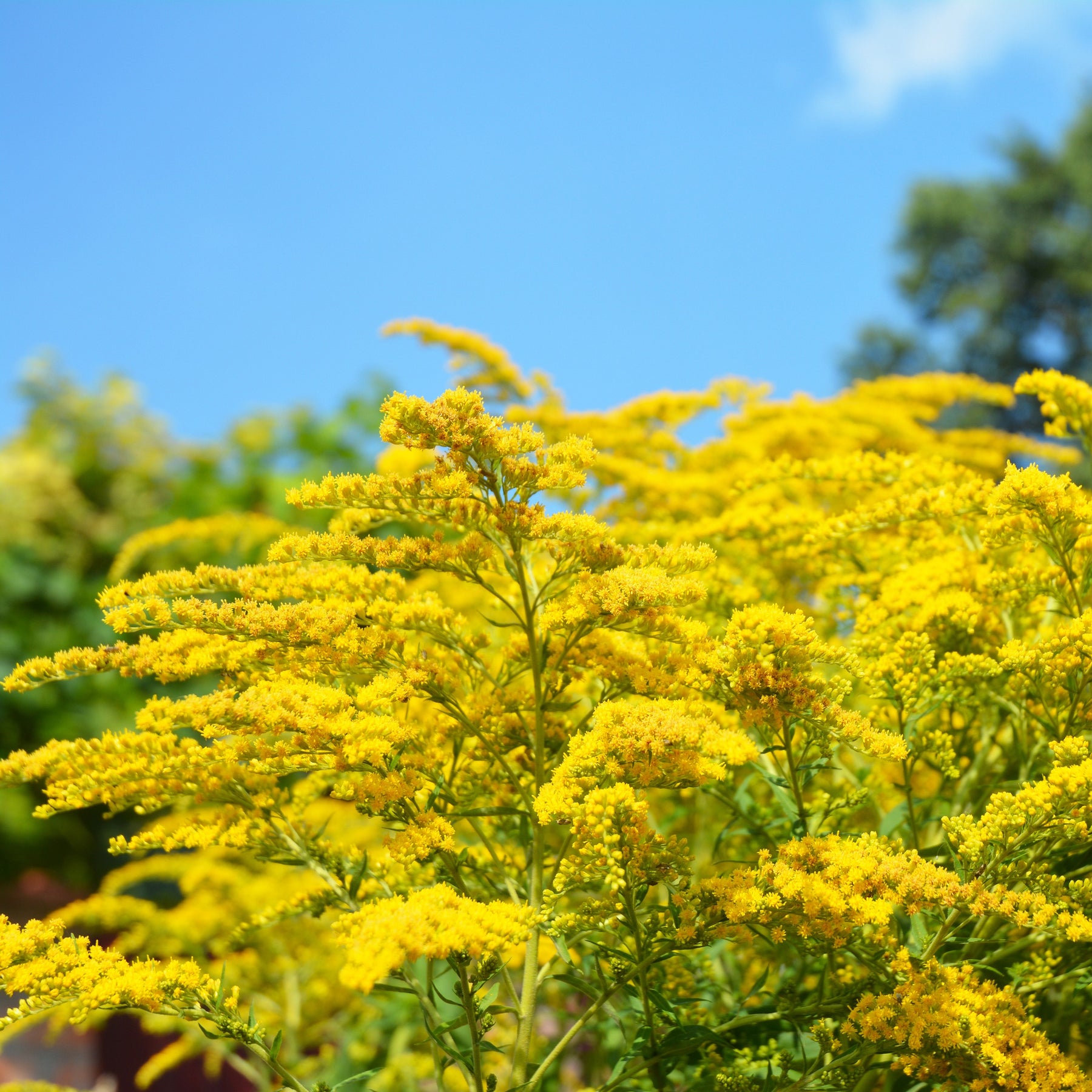 Vente Helenium, Monarda,  Phlox paniculata, Rudbeckia Goldstrum, Gypsophila paniculata, Liatris spicata, Solidago, Astilbe - Collection de 15 plantes vivaces  - 2 m²