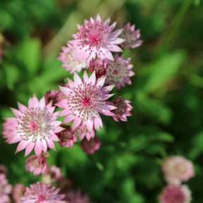 Astrantia major rosea - 3 Astrances Major rosea - Astrance