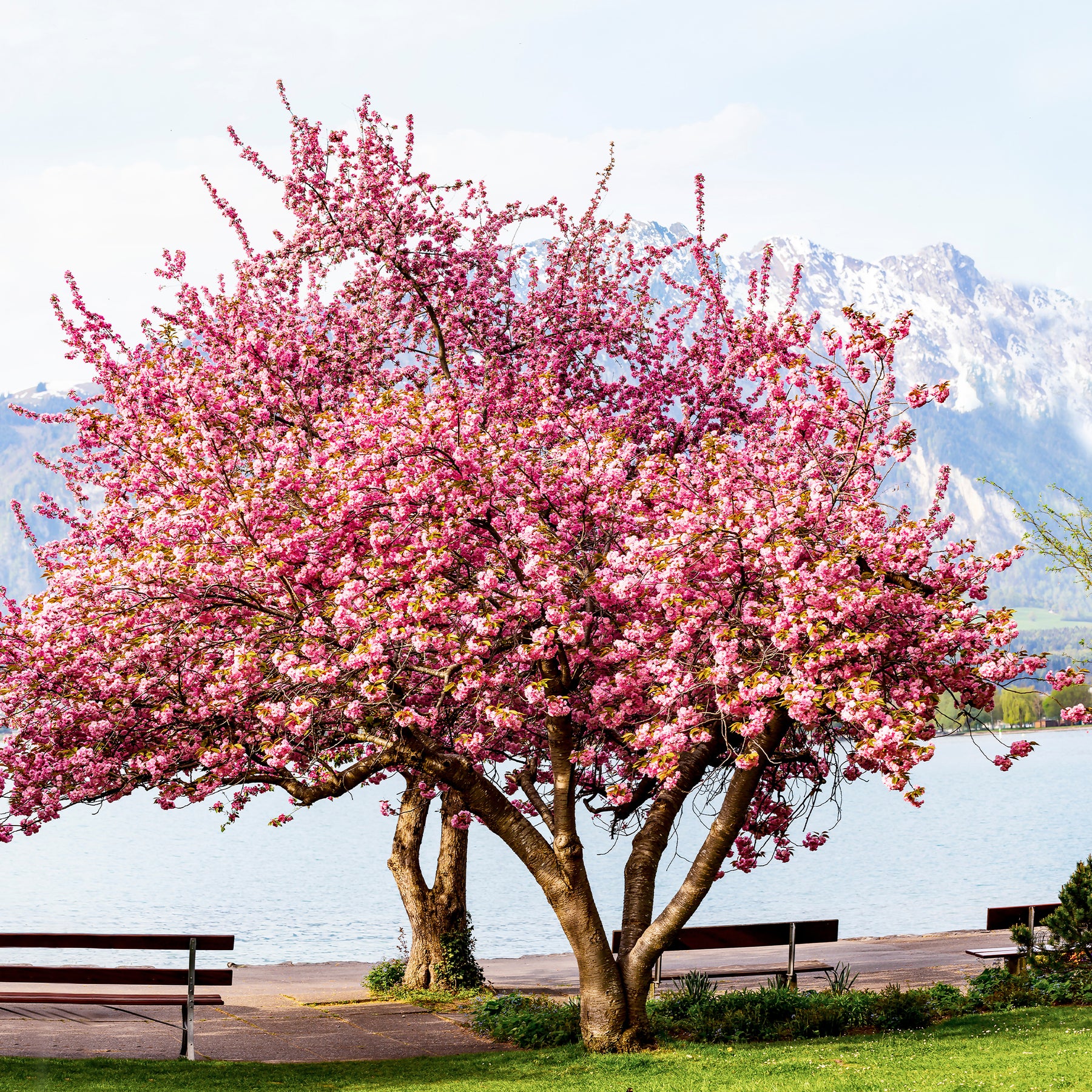 Prunus serrulata Kanzan - Cerisier à fleurs Kanzan - Cerisier du Japon