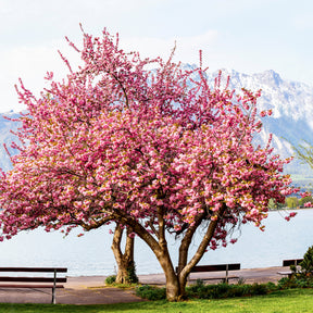 Prunus serrulata Kanzan - Cerisier à fleurs Kanzan - Cerisier du Japon