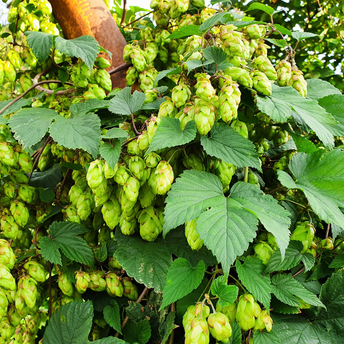 Houblon - Willemse