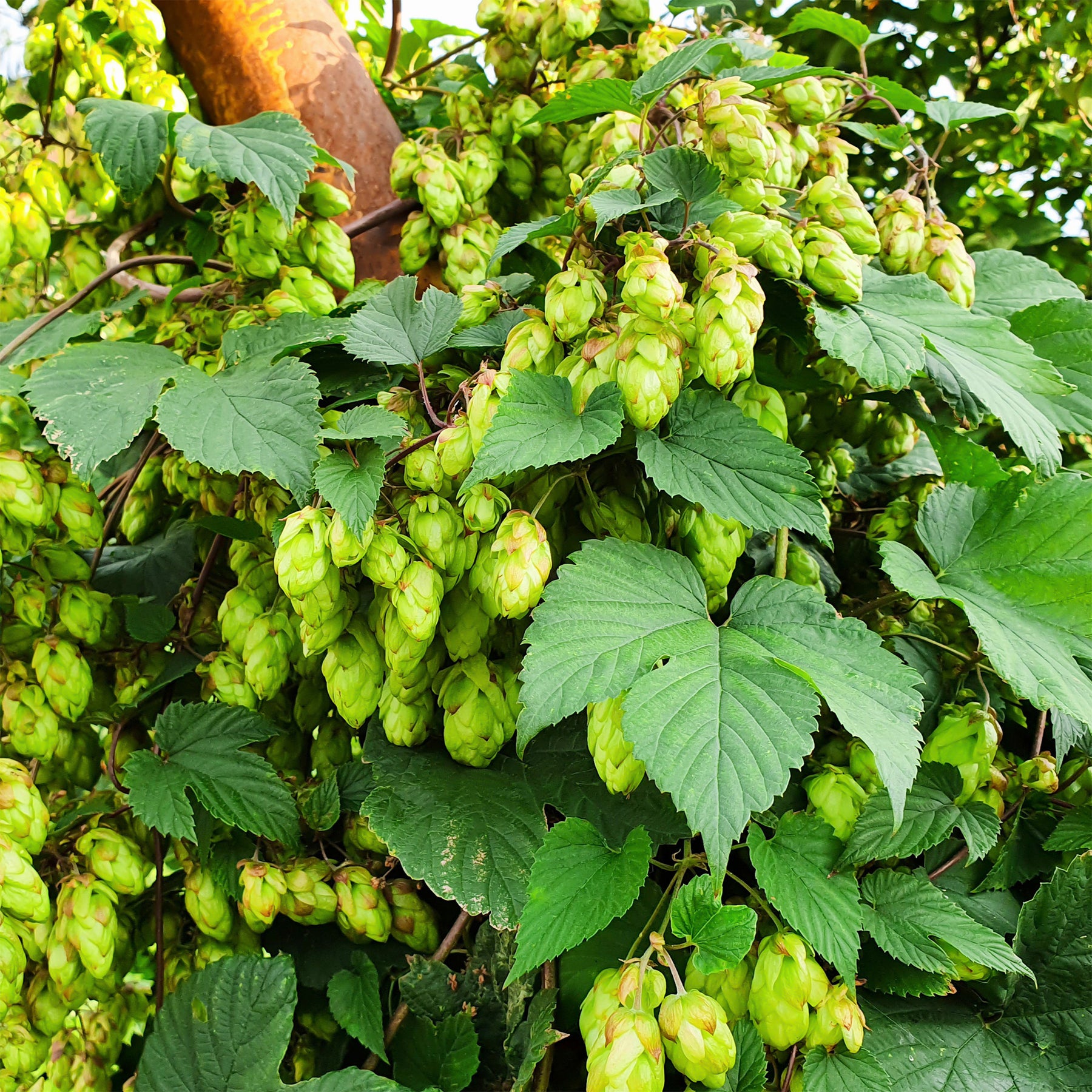 Houblon - Willemse