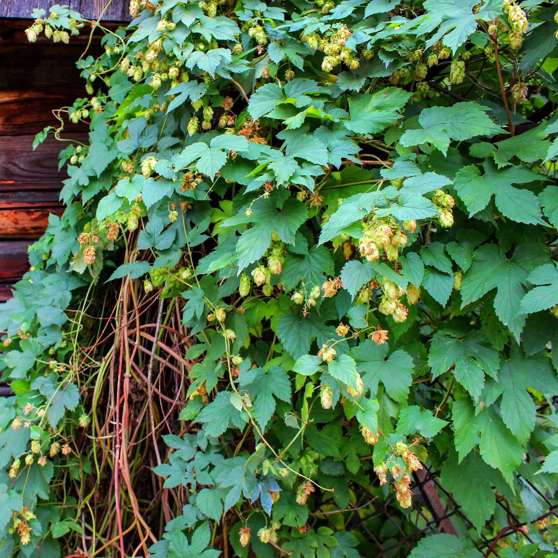 Humulus lupulus - Houblon - Houblons