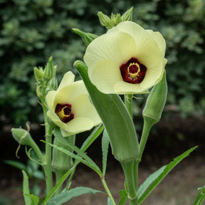 Abelmoschus esculentus - Gombo / Bamia - Légumes rares