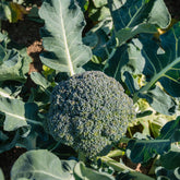 Brocoli Calabrese Natalino Bio - Willemse