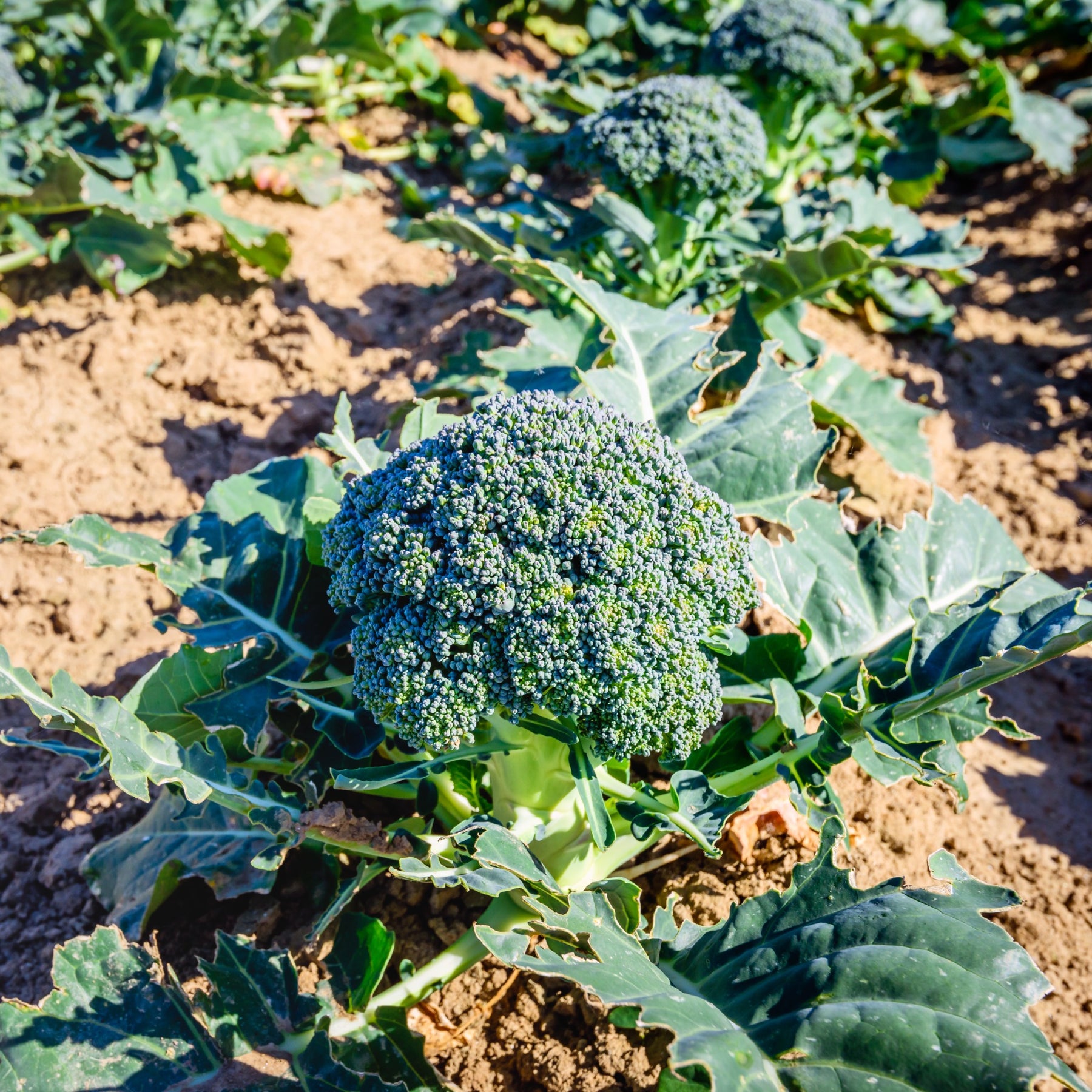 Brassica oleracea Calabrese Natalino Bio - Brocoli Calabrese Natalino Bio - Graines de fruits et légumes Bio