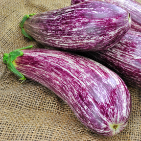 Aubergine Listada de Gandia - Willemse