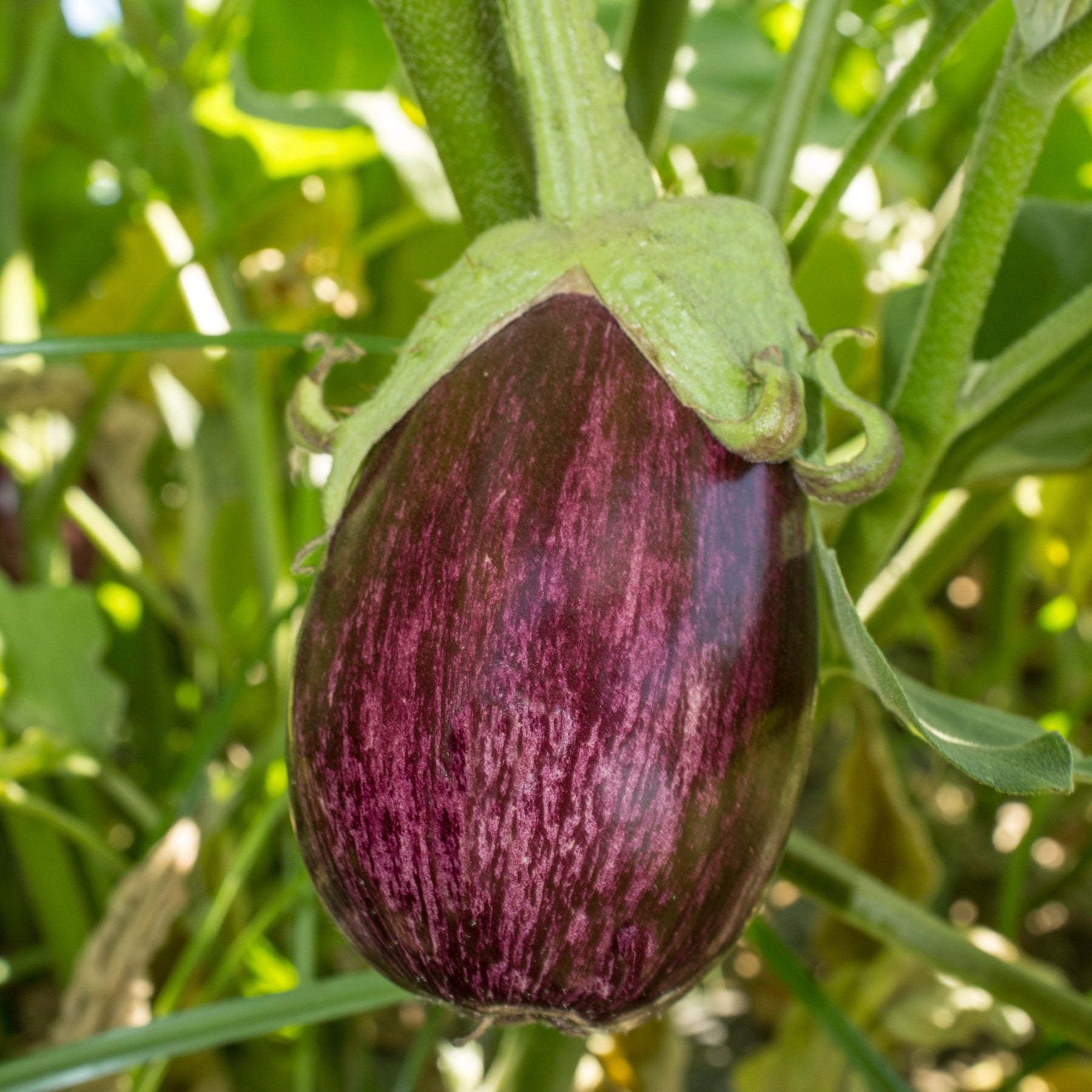 Aubergine Listada de Gandia - Solanum melongena listada de gandia - Willemse