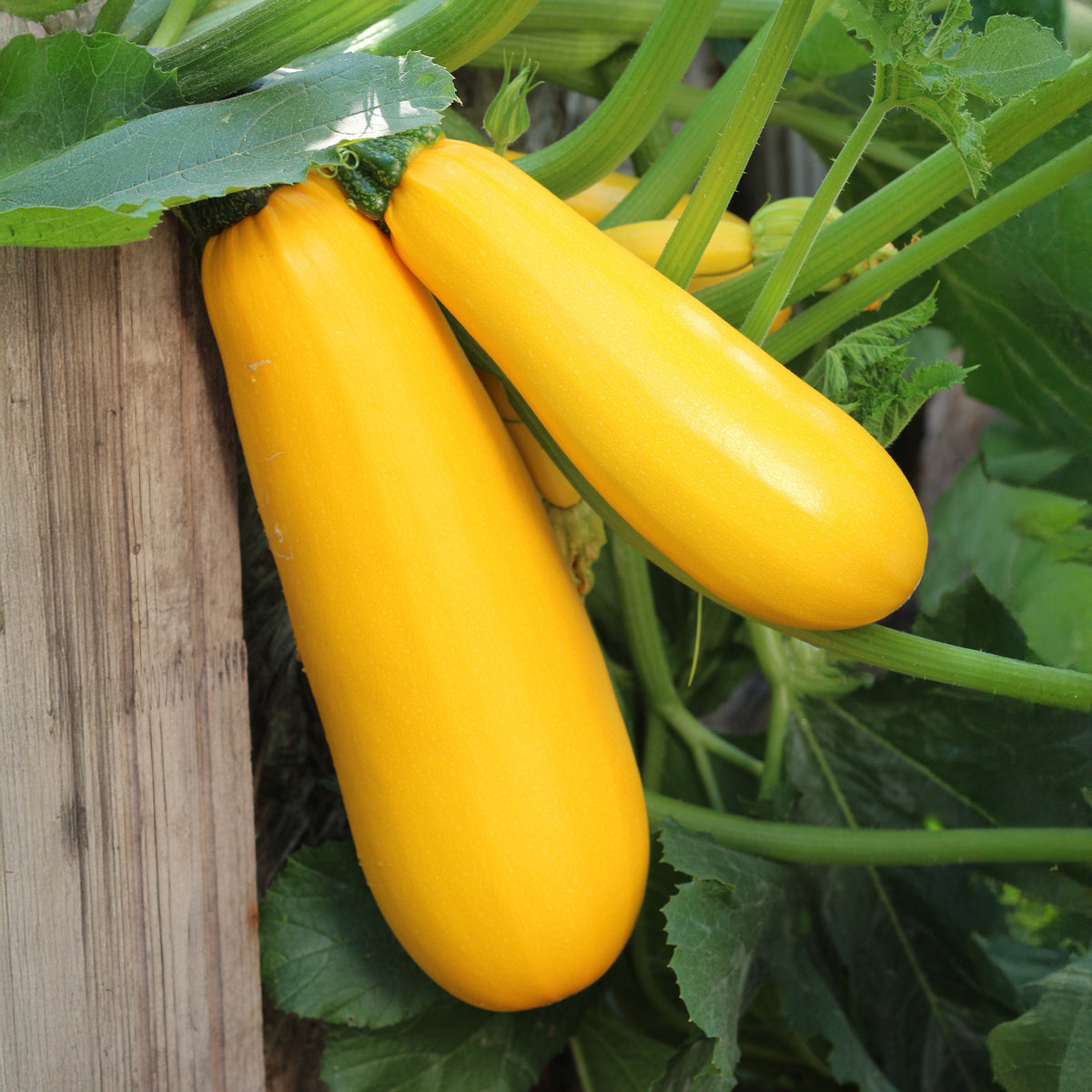 Courgette Soleil F1 - Willemse