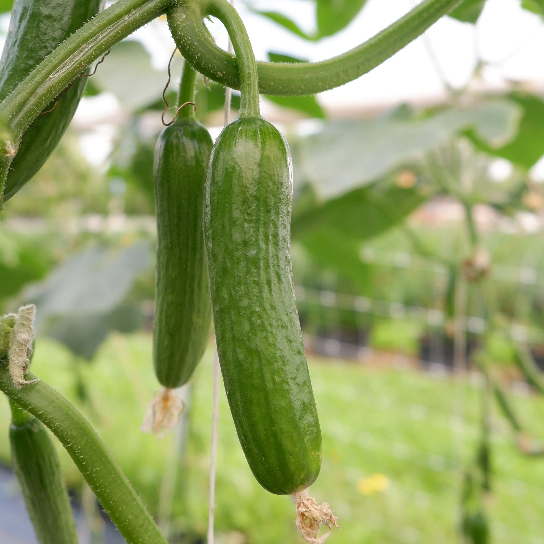 Concombre mini Broumana F1 - Cucumis sativus mini broumana f1 - Willemse