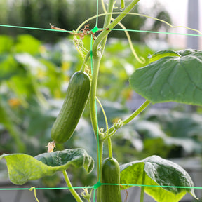 Cucumis sativus mini broumana f1 - Concombre mini Broumana F1 - Concombres
