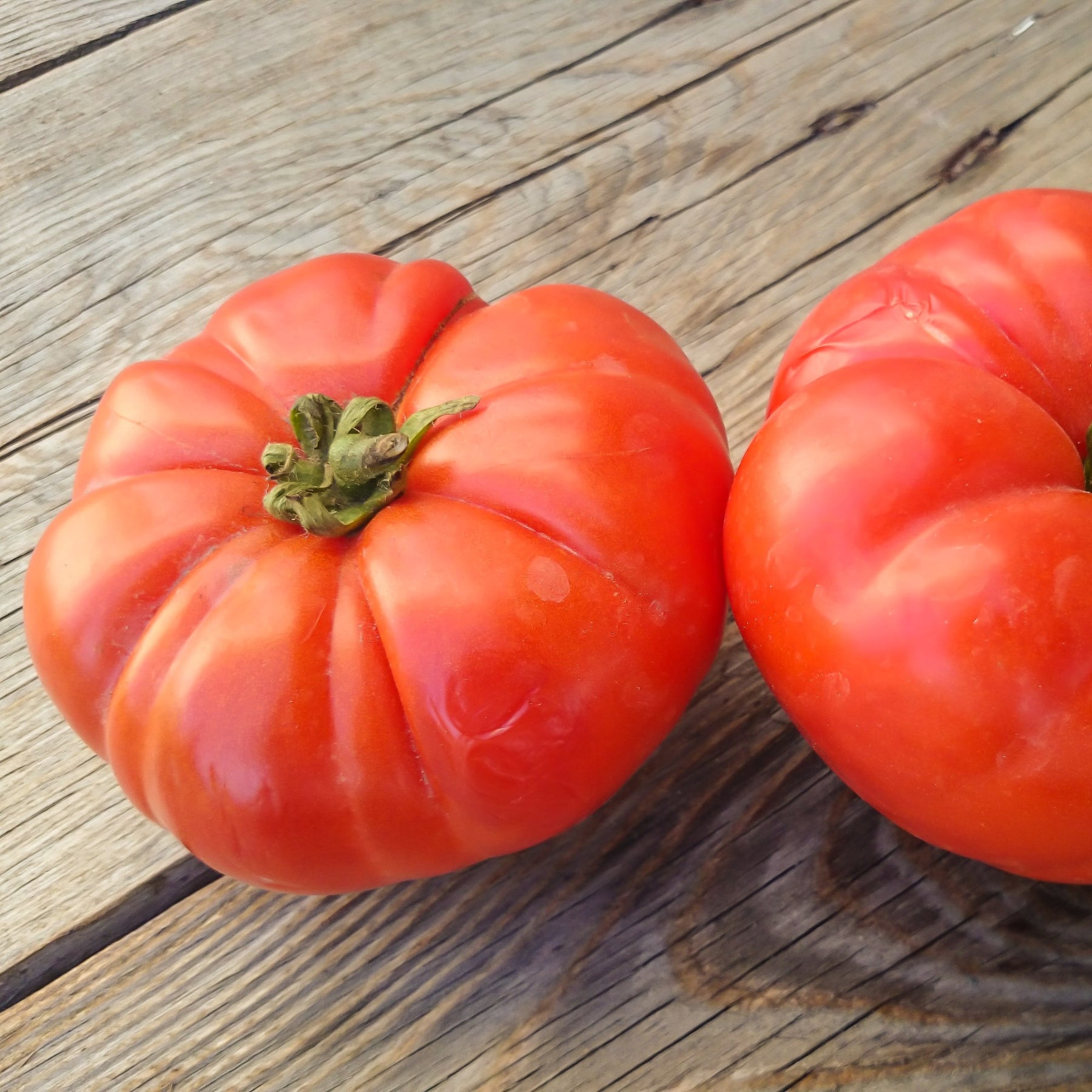 Tomate à très gros fruits Marmande - Solanum lycopersicum Marmande - Willemse