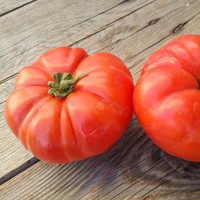 Tomate à très gros fruits Marmande - Solanum lycopersicum Marmande - Willemse