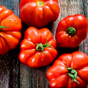 Tomates - Tomate à très gros fruits Marmande - Solanum lycopersicum Marmande