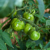 Tomate Green Zebra - Willemse