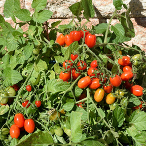 Tomate-cerise Romello F1 - Willemse