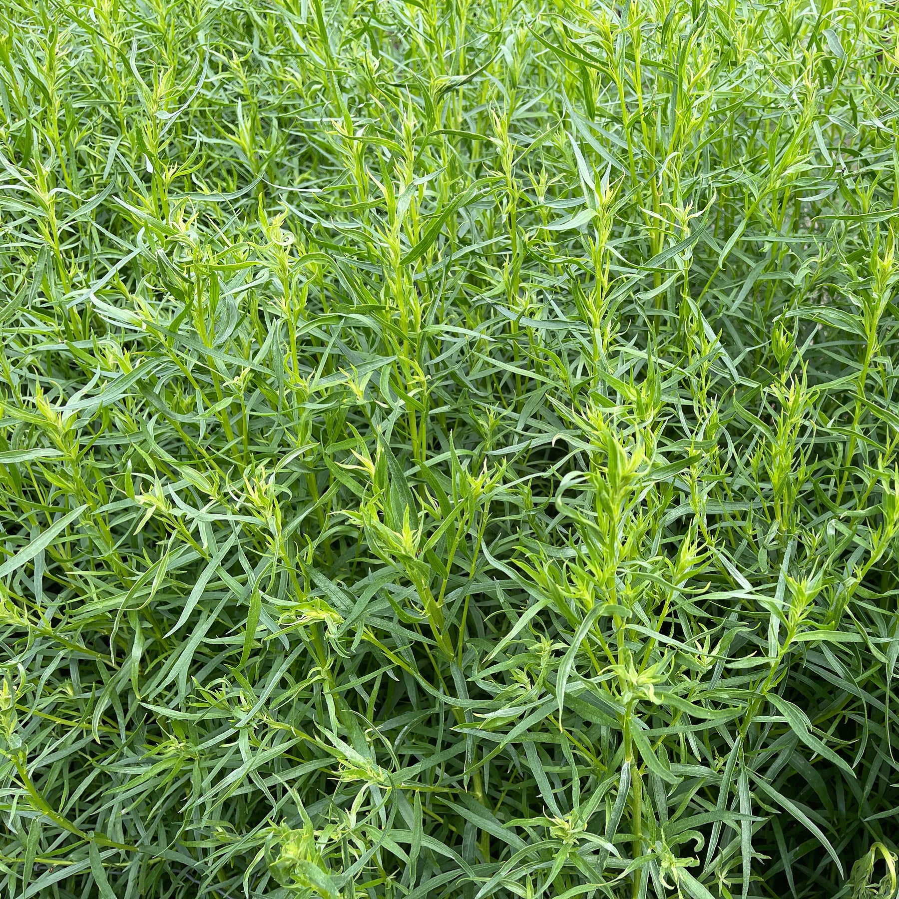 Estragon - Artemisia dracunculus - Willemse