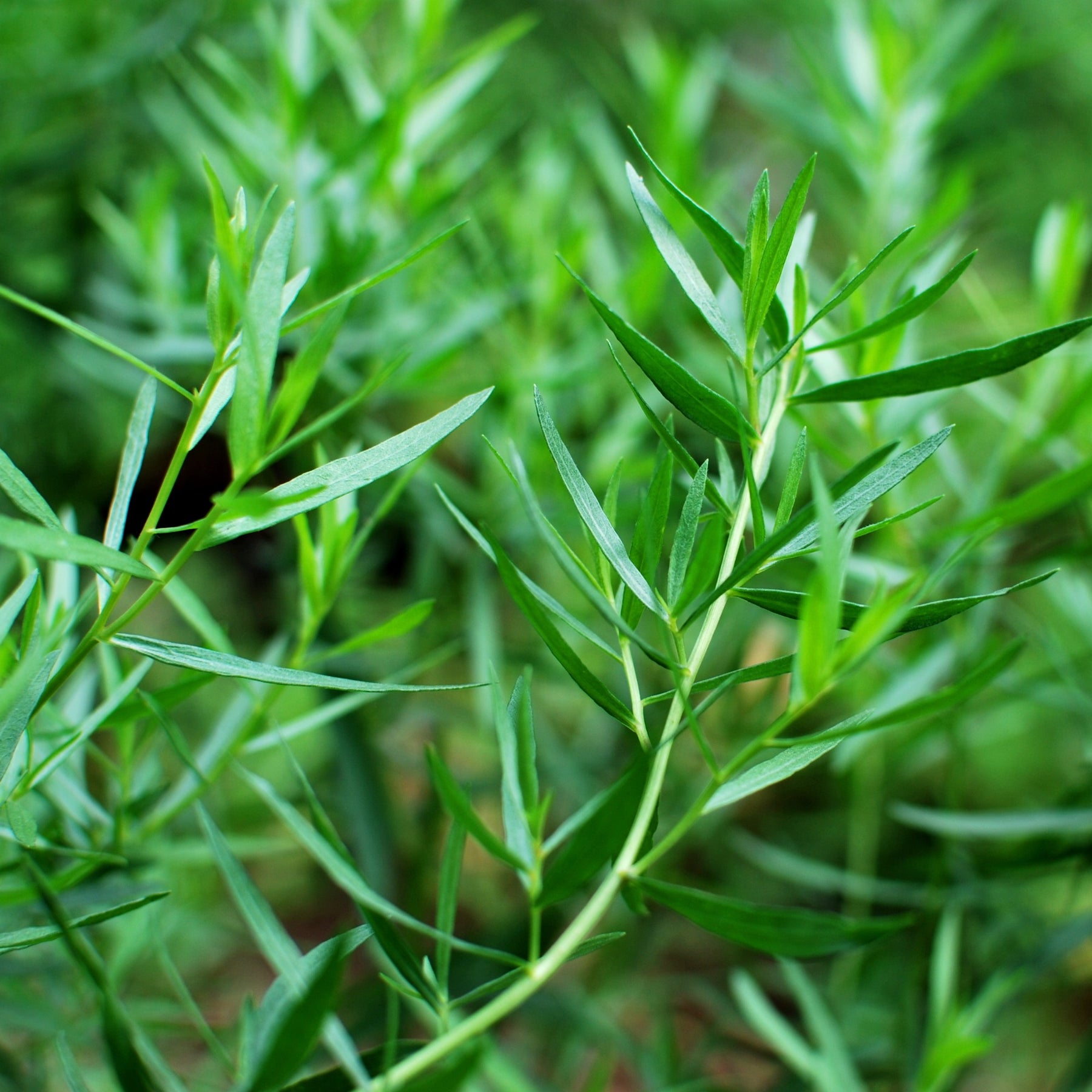 Estragon - Artemisia dracunculus - Artemisia dracunculus - Willemse