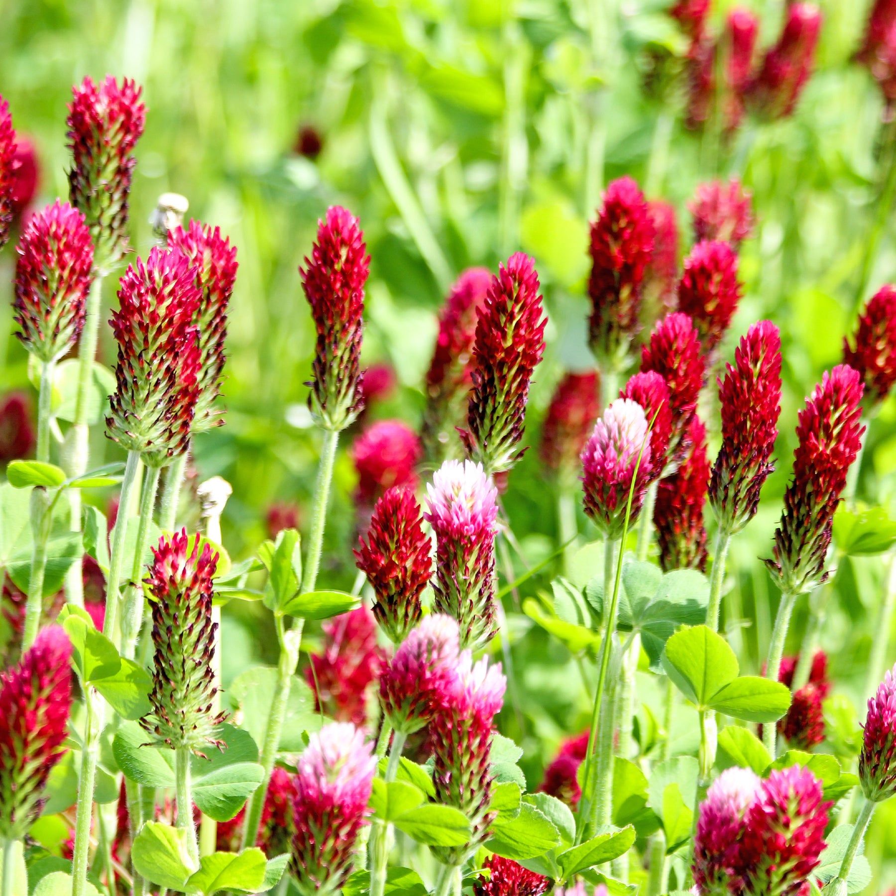 Trèfle rouge Bio - Willemse