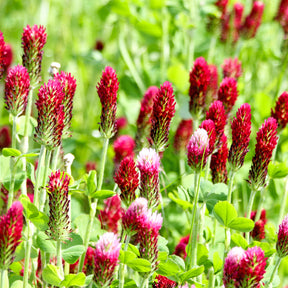 Trèfle rouge Bio - Willemse