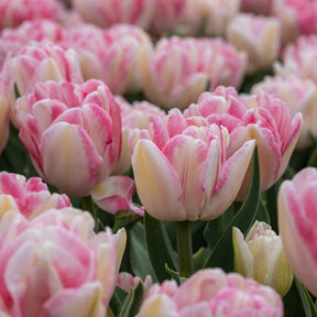 10 Tulipes à fleur de pivoine Foxtrot - Willemse