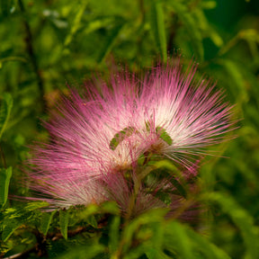 Calliandra surinamensis pink powder puff - Calliandra surinamensis Pink Powder Puff sur tige - Calliandra