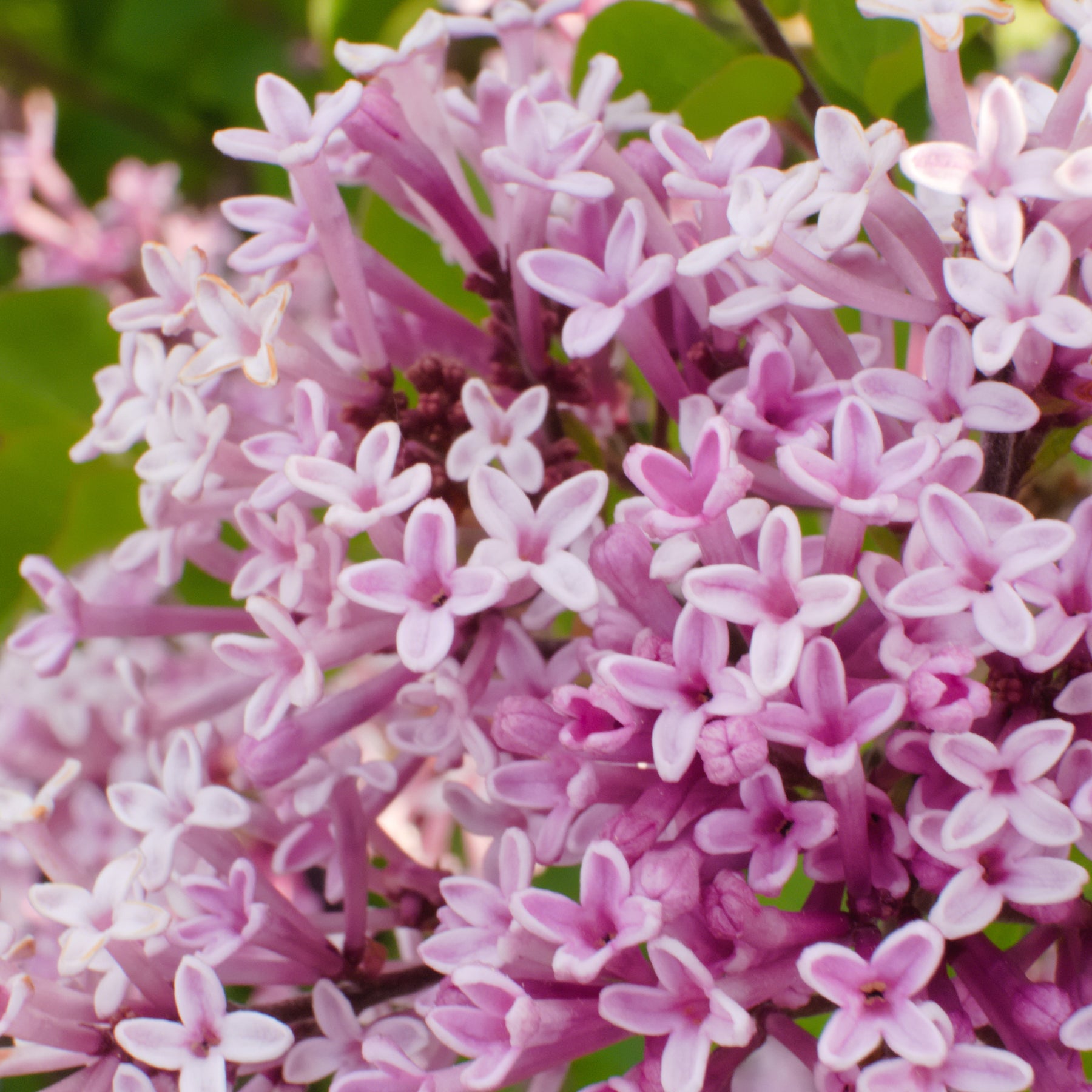 Vente Lilas Palibin sur tige - Syringa meyeri  palibin