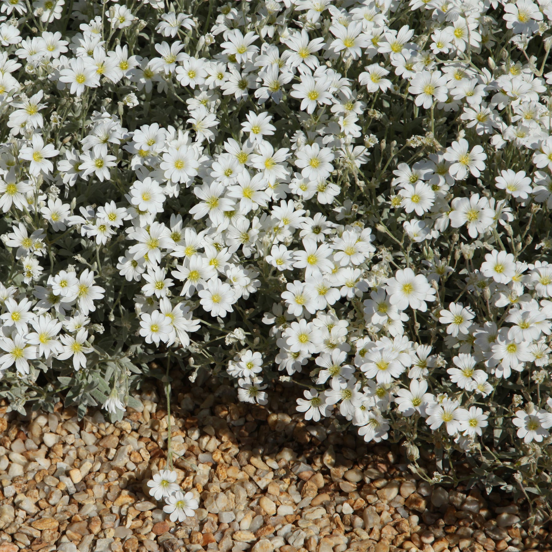 Saponaria ocymoïdes, Cerastium tomentosum, Campanula poscharskyana - Collection de 13 plantes vivaces rampantes et tapissantes - Saponaire
