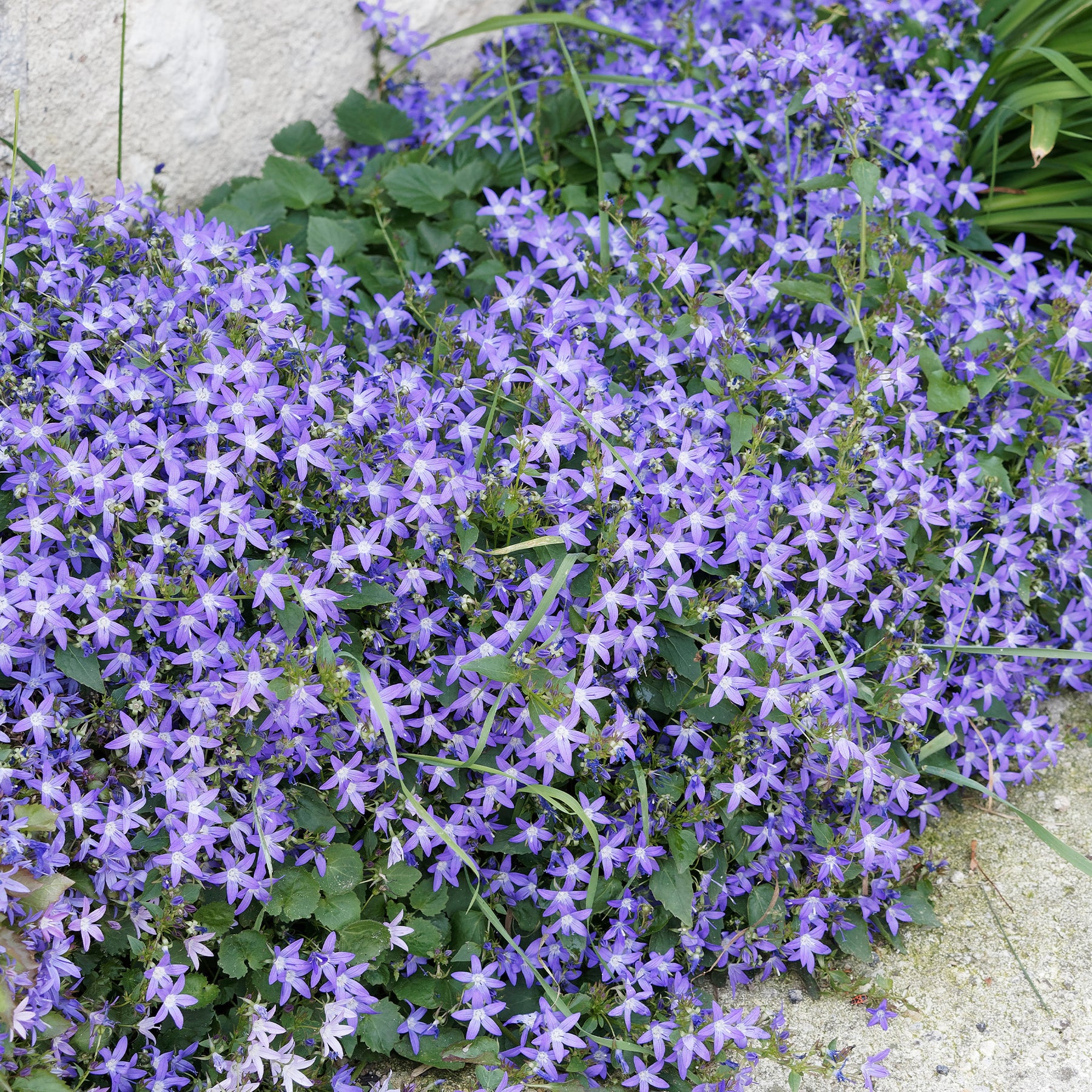 Saponaire - Collection de 13 plantes vivaces rampantes et tapissantes - Saponaria ocymoïdes, Cerastium tomentosum, Campanula poscharskyana
