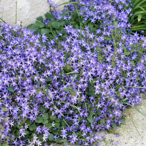 Saponaire - Collection de 13 plantes vivaces rampantes et tapissantes - Saponaria ocymoïdes, Cerastium tomentosum, Campanula poscharskyana