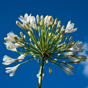 Collection de 9 plantes vivaces à fleurs blanches - Agapanthus, cerastium tomentosum, gaura lindheimeri, geranium pratens - Willemse