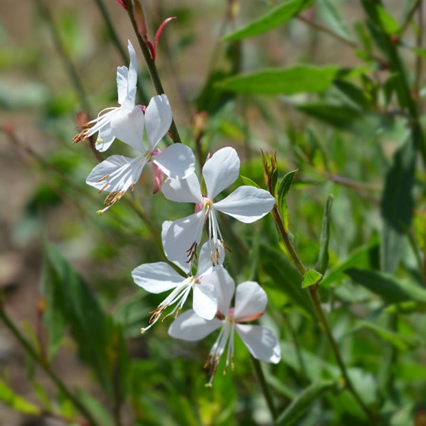 Collection de 9 plantes vivaces à fleurs blanches - Collections de vivaces - Willemse