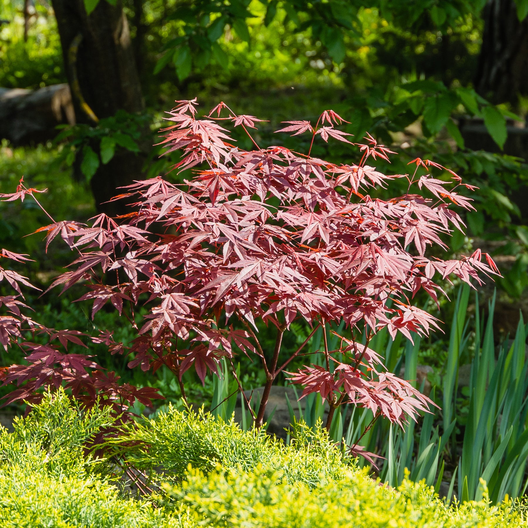 Collections d'arbustes - Collection de 3 arbustes pour terrasse et jardin japonais - Camellia japonica, Arundinaria murielae, Acer palmatum Atropurpureum