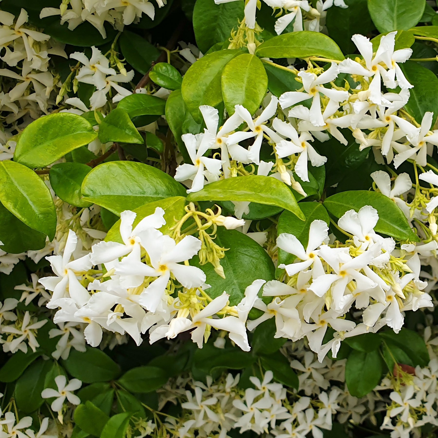 Vente Collection de 3 plantes grimpantes à floraisons abondantes - Clematis montana Mayleen , Trachelospermum jasminoides, Wisteria frutescens Amethyst Falls