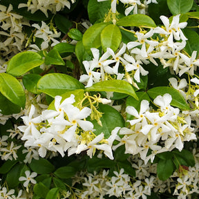 Vente Collection de 3 plantes grimpantes à floraisons abondantes - Clematis montana Mayleen , Trachelospermum jasminoides, Wisteria frutescens Amethyst Falls