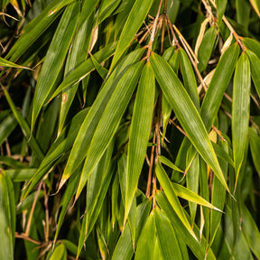 Fargesia robusta Campbell - Bambou fargesia Campbell non-traçant - Bambous