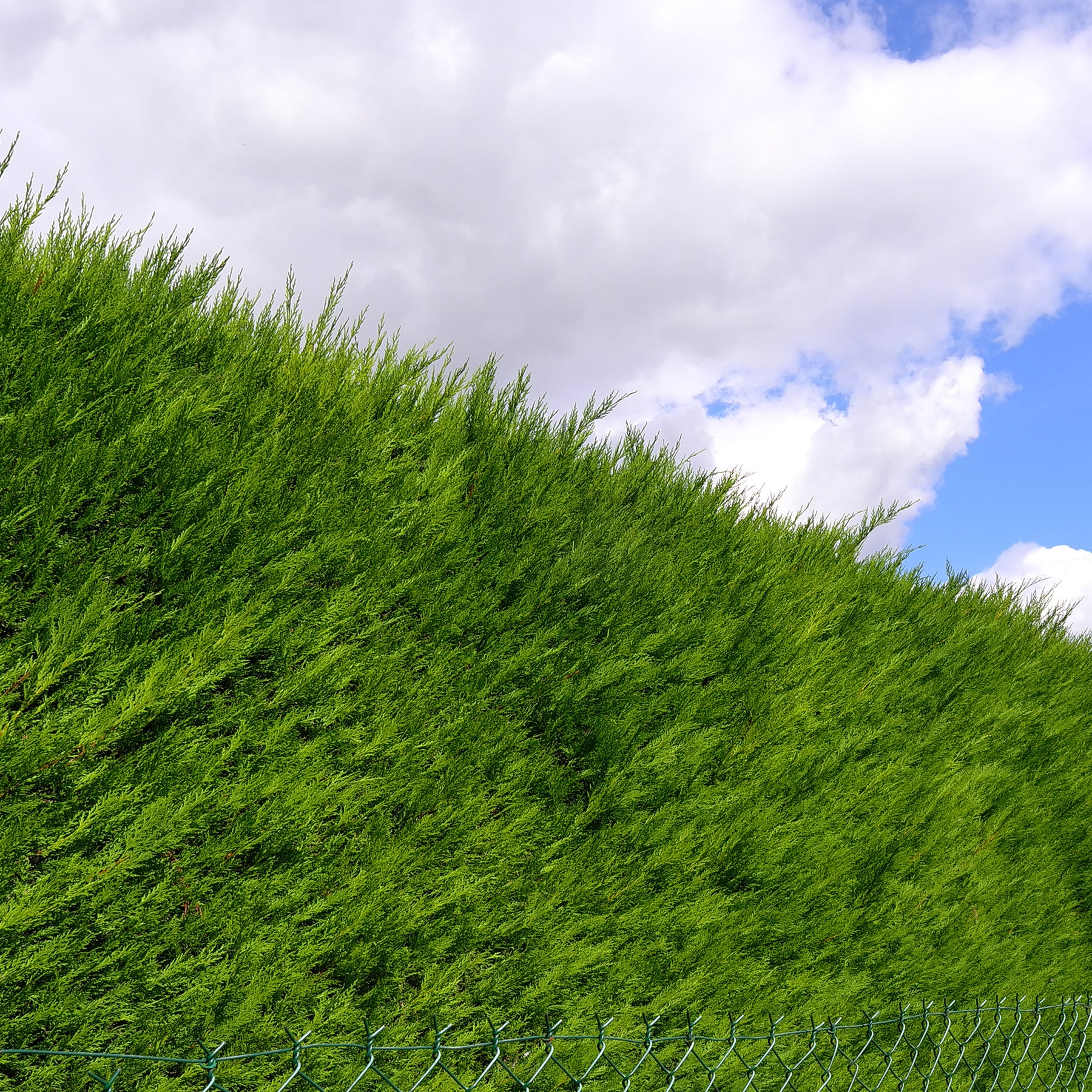 Vente Thuya pour haie - Thuja plicata atrovirens