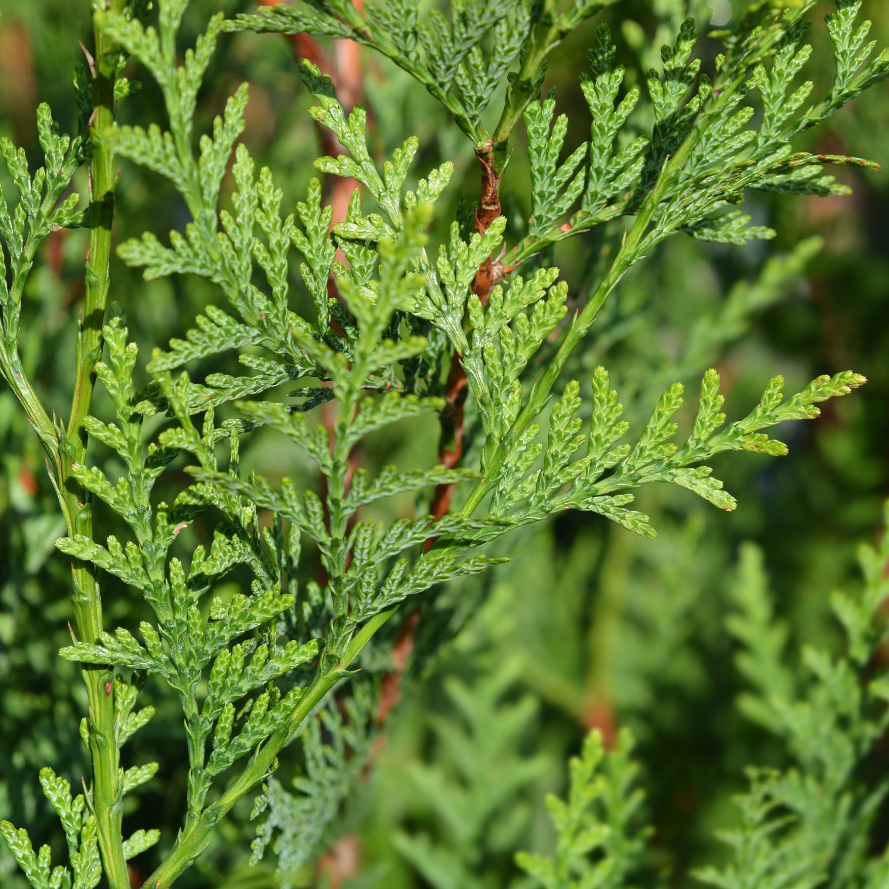 Thuja plicata atrovirens - Thuya pour haie - Conifères