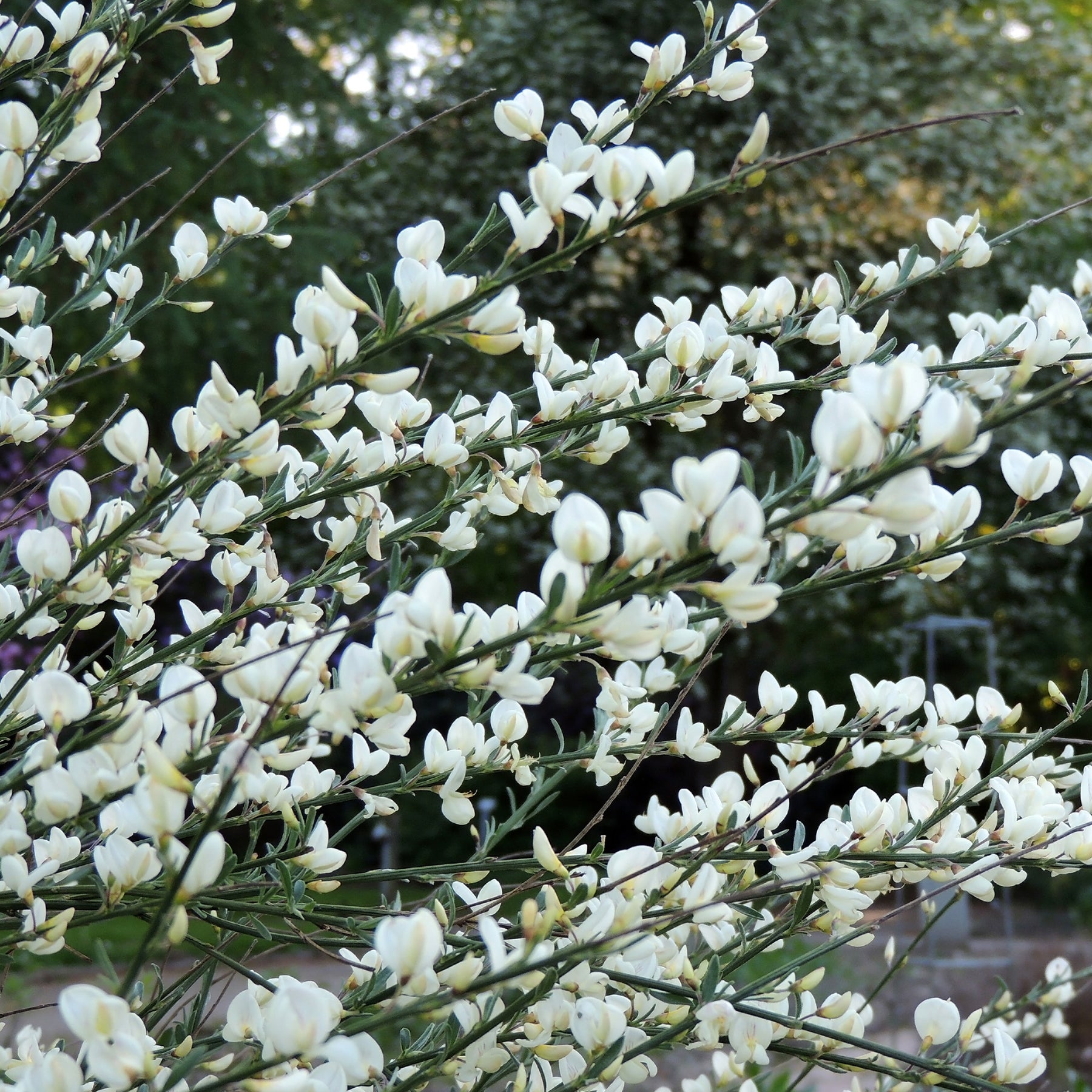 Cytisus praecox albus - Genêt blanc - Genêts