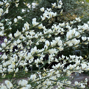 Cytisus praecox albus - Genêt blanc - Genêts