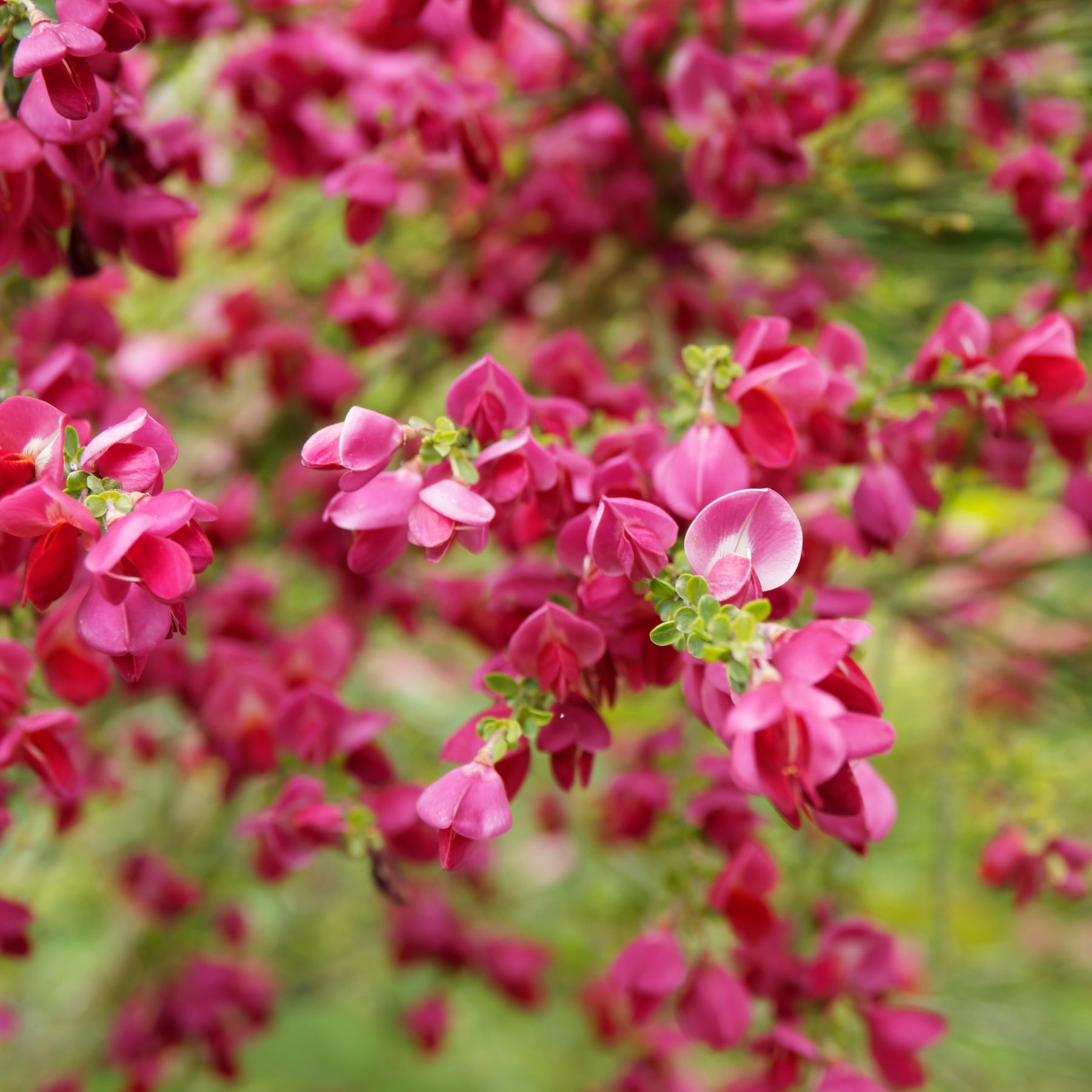 Genêt rouge - Cytisus praecox Boskoop Ruby - Willemse