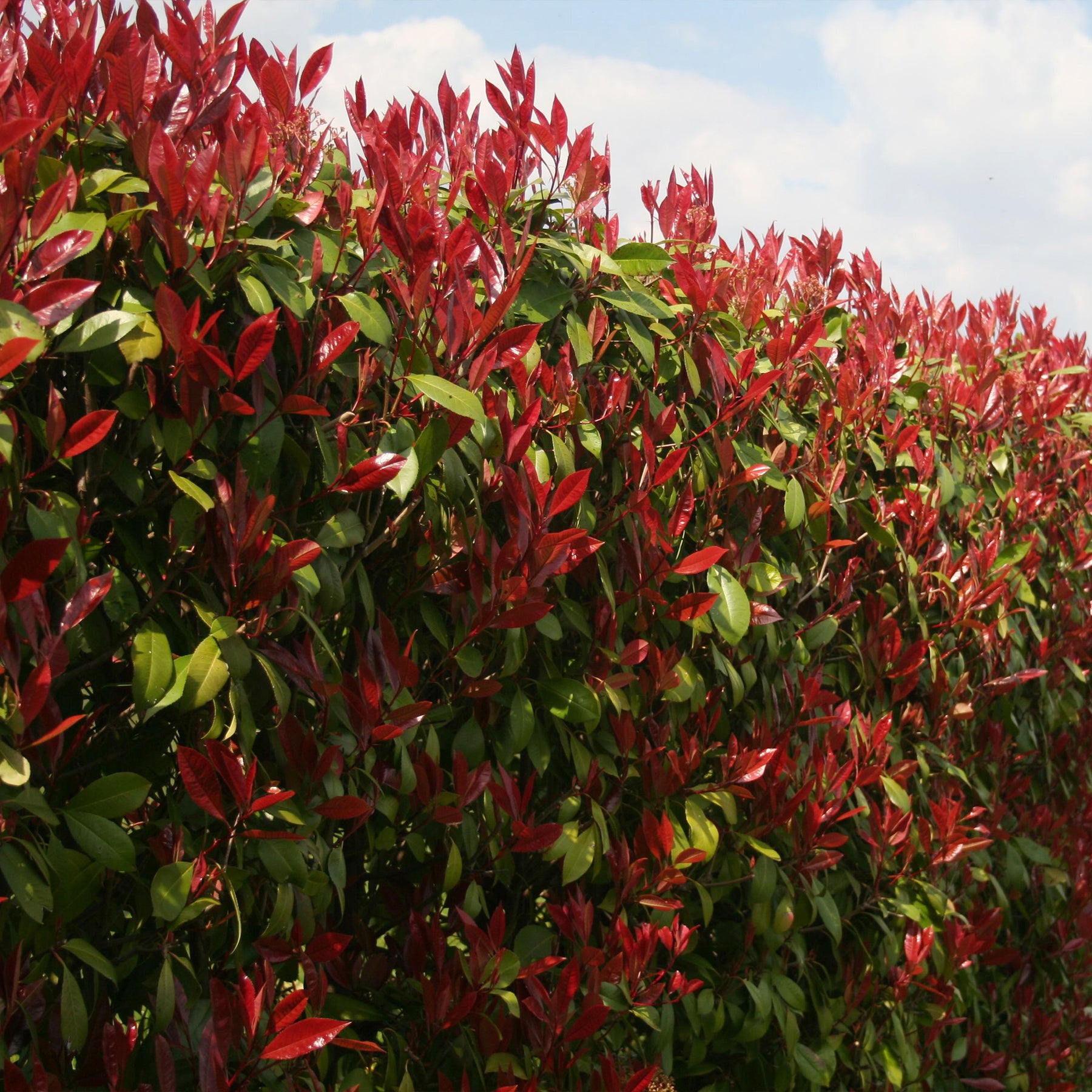 Eleagnus pungens Maculata, Photinia fraseri Red Robin, Prunus laurocerasus Etna, Viburnum tinus - Collection Haie persistante - 4 arbustes - Collections d'arbustes