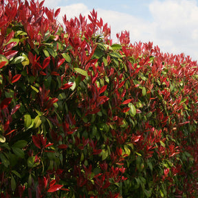 Eleagnus pungens Maculata, Photinia fraseri Red Robin, Prunus laurocerasus Etna, Viburnum tinus - Collection Haie persistante - 4 arbustes - Collections d'arbustes